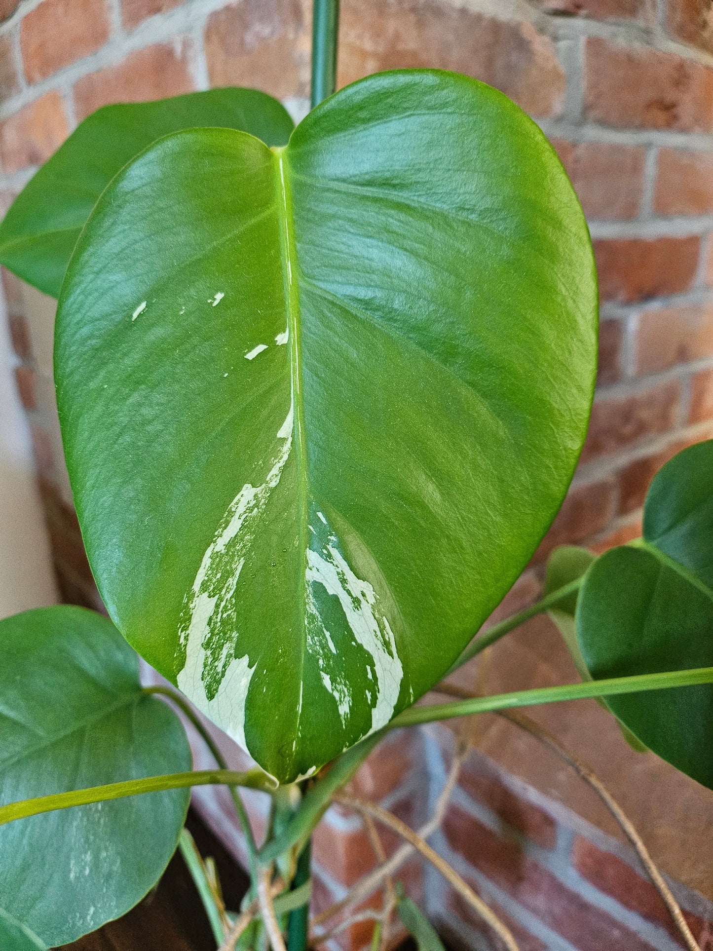 Monstera deliciosa variegata 80cm Pflanze mit wenig Panaschierung