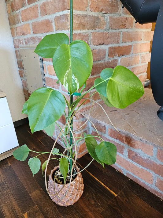 Monstera deliciosa variegata 80cm Pflanze mit wenig Panaschierung