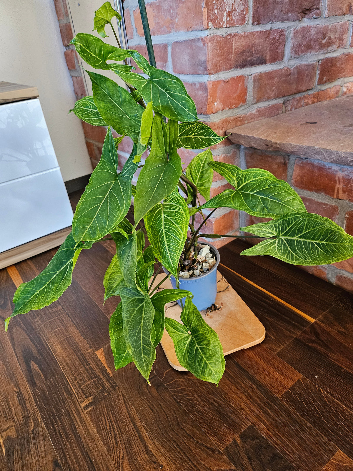 Syngonium Batik Pflanze