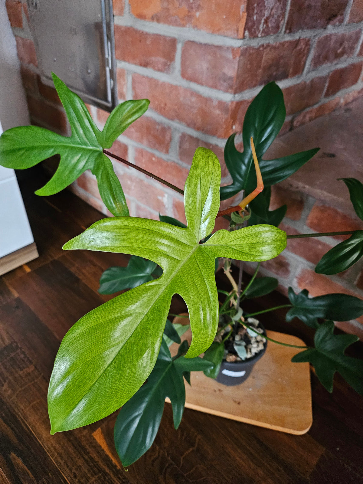 Philodendron florida ghost Pflanze