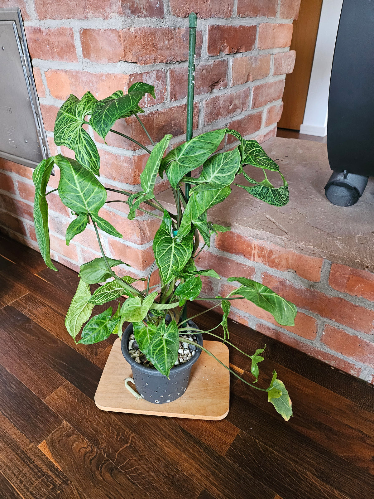 Syngonium Batik Pflanze