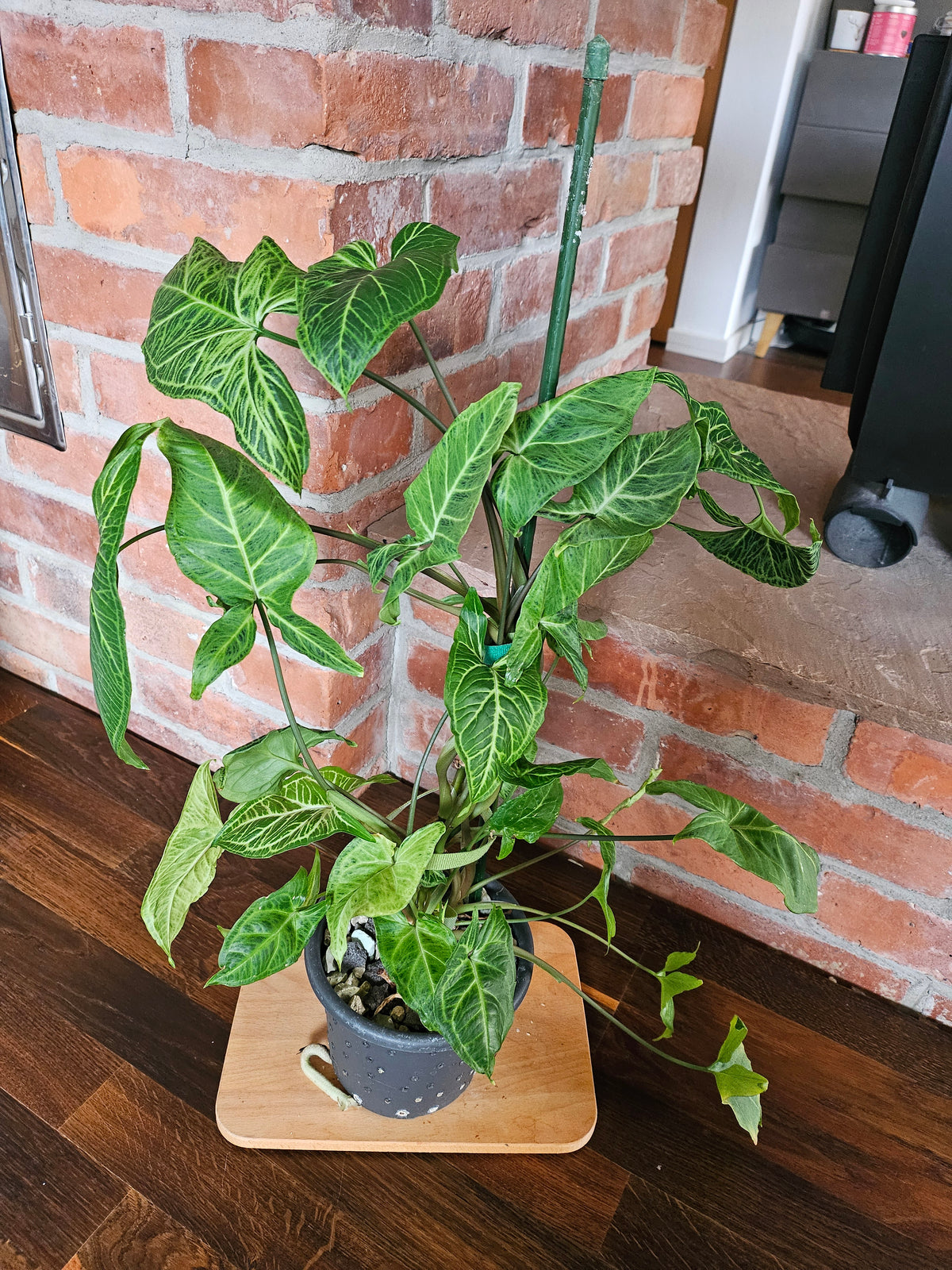 Syngonium Batik Pflanze