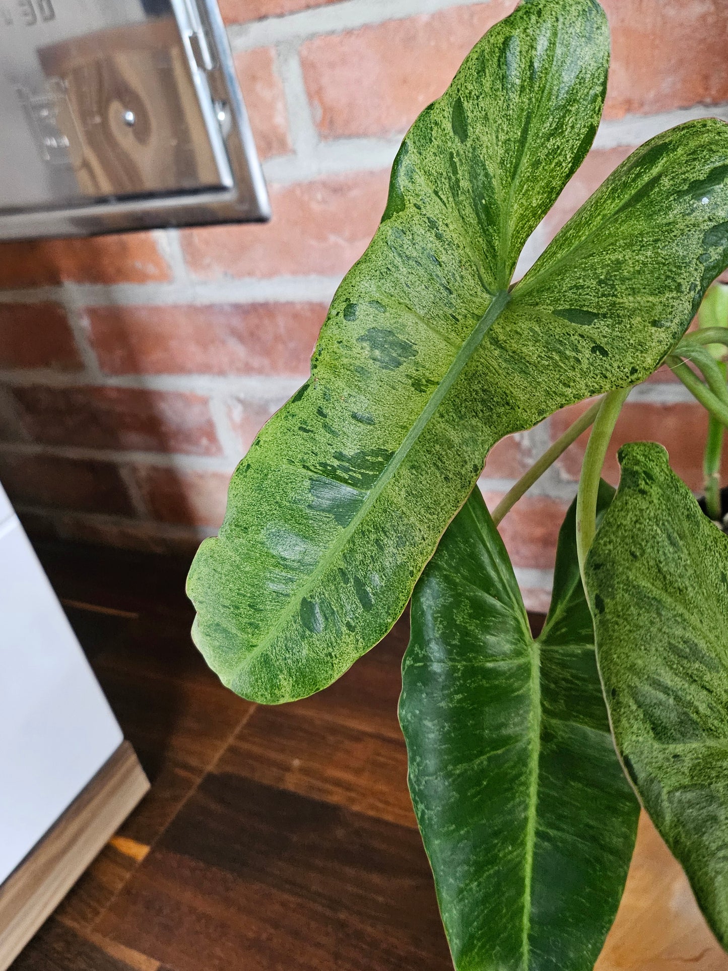 Philodendron paraiso verde Pflanze mit toller Panaschierung