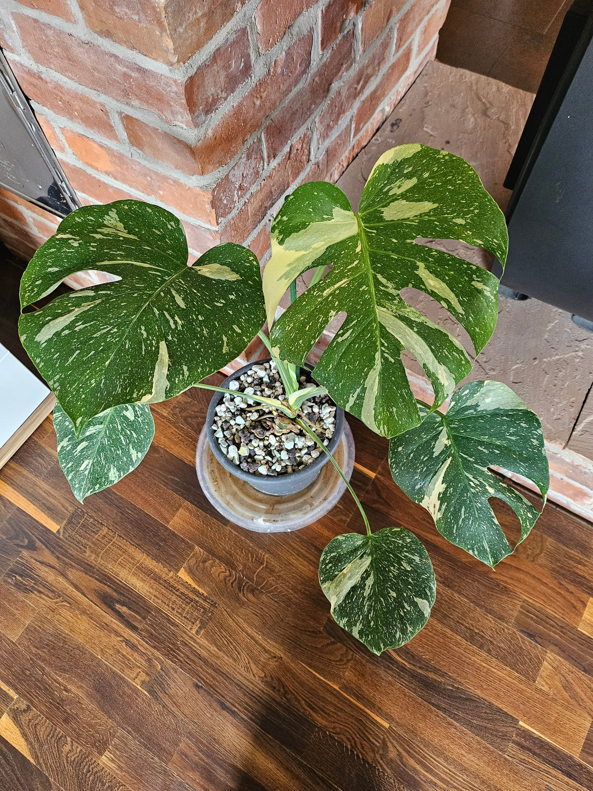 Monstera Thai Constellation Pflanze mit toller Panaschierung
