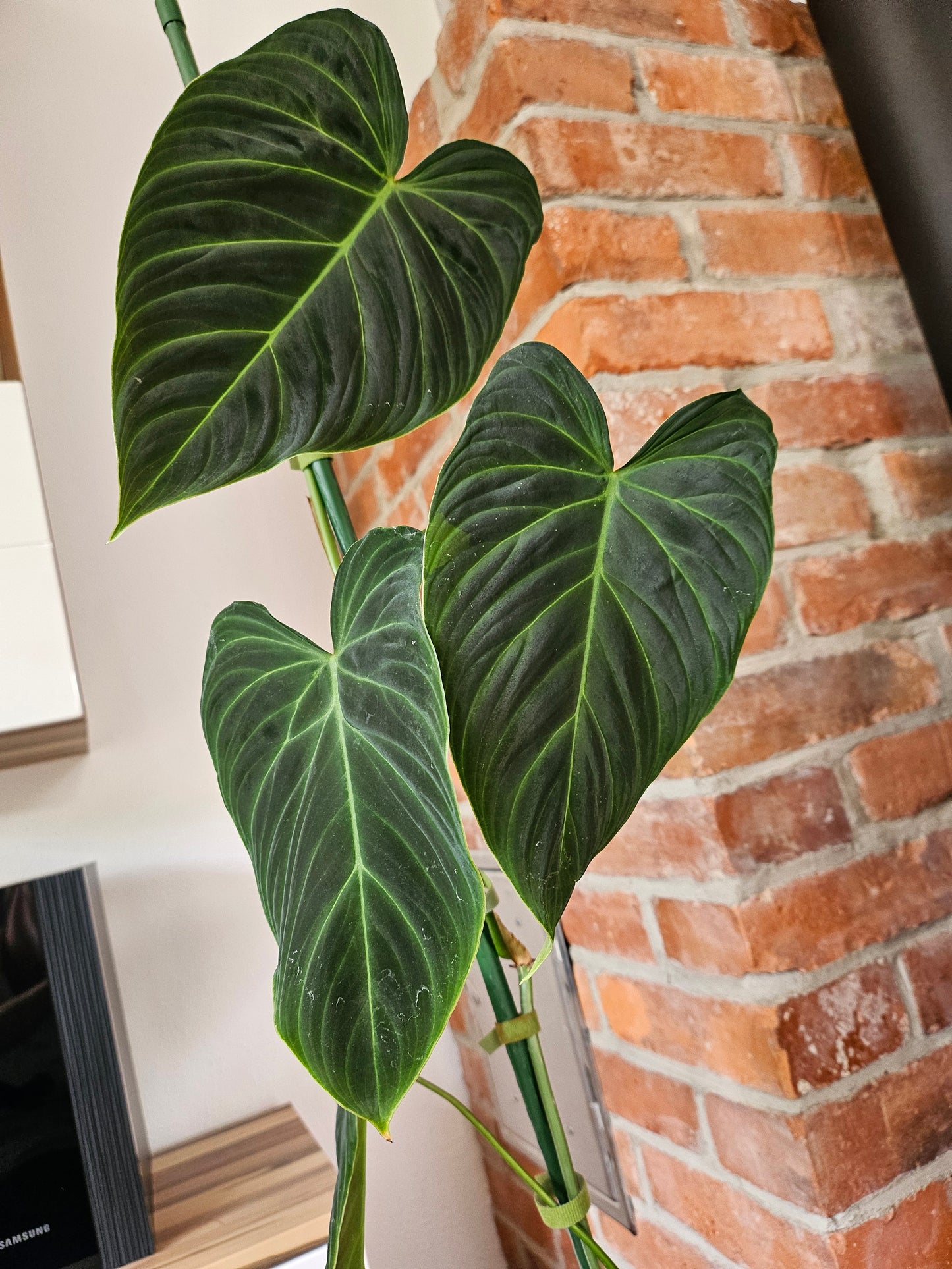 Philodendron Splendid 110cm Pflanze