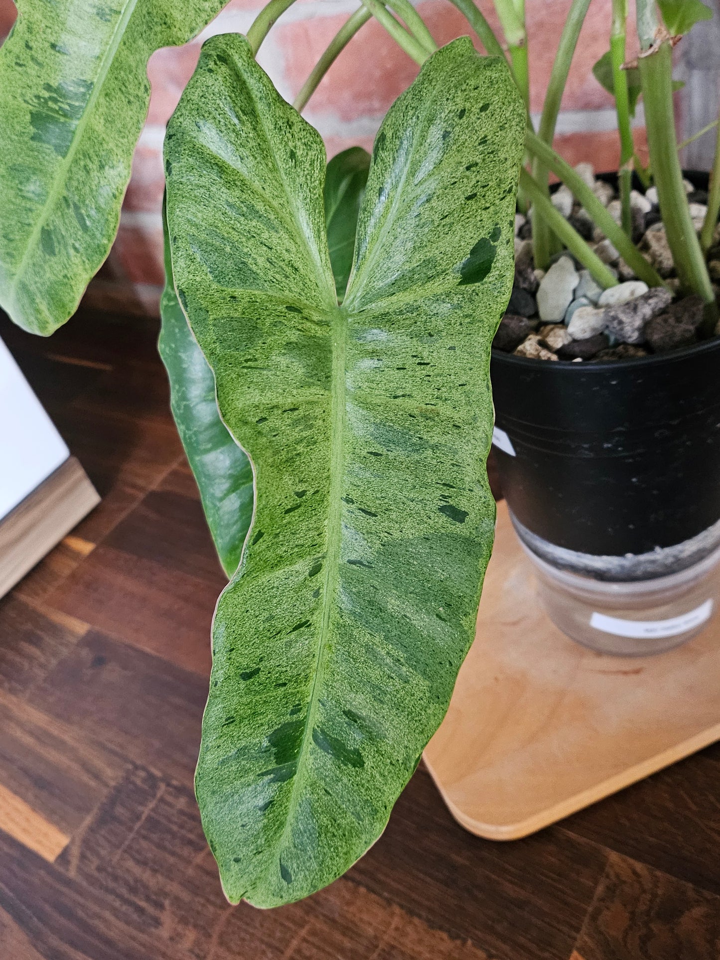 Philodendron paraiso verde Pflanze mit toller Panaschierung