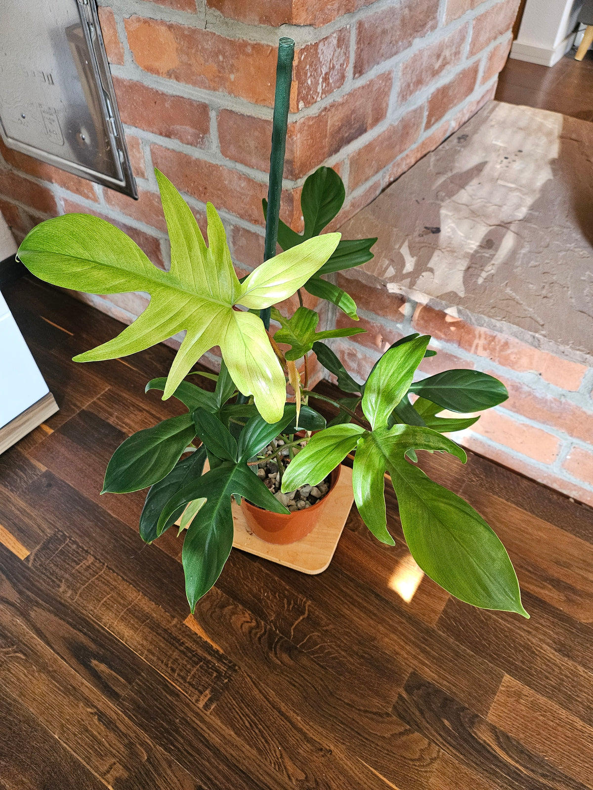 Philodendron florida ghost Pflanze