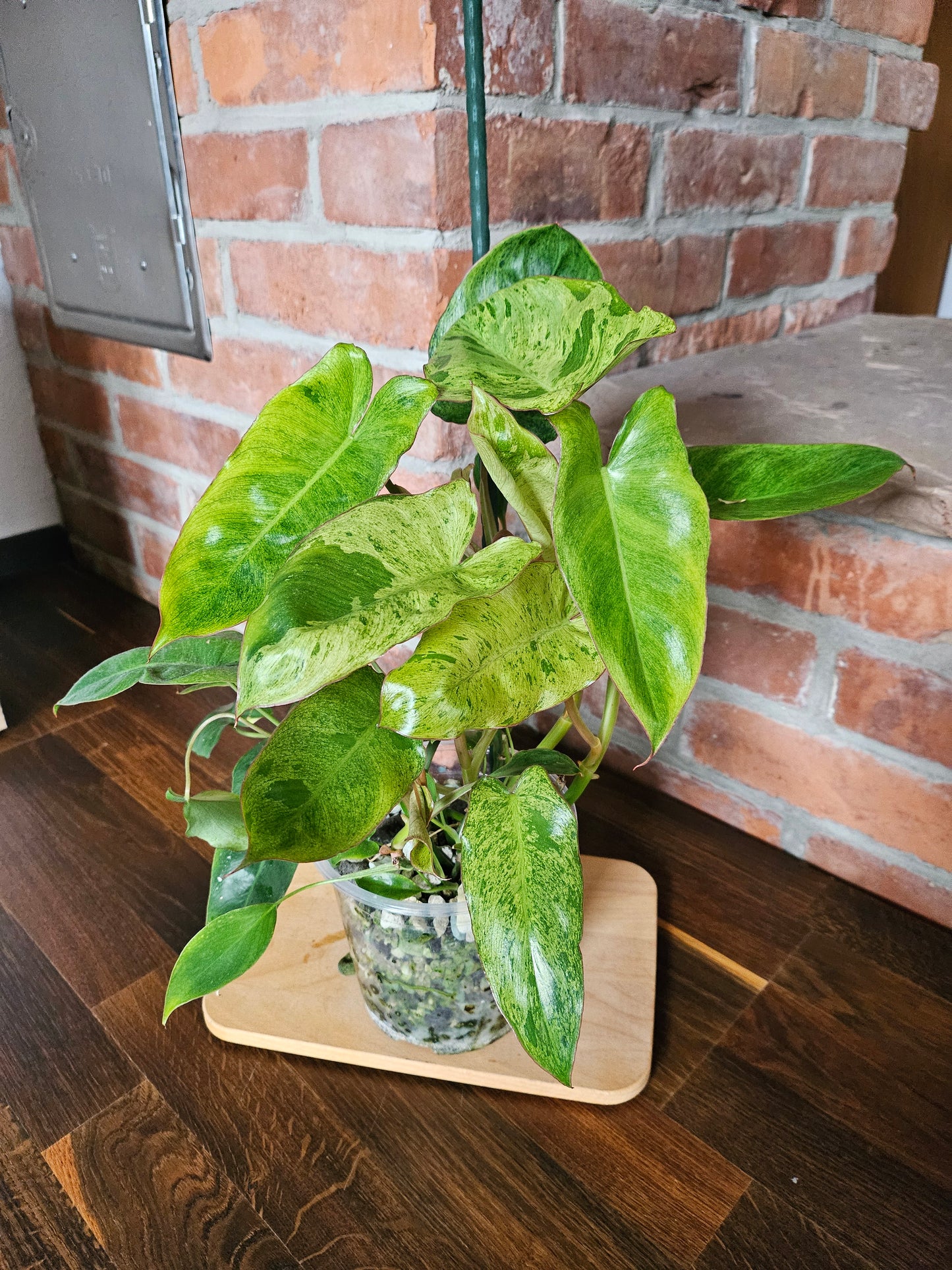 Philodendron paraiso verde Pflanze mit toller Panaschierung