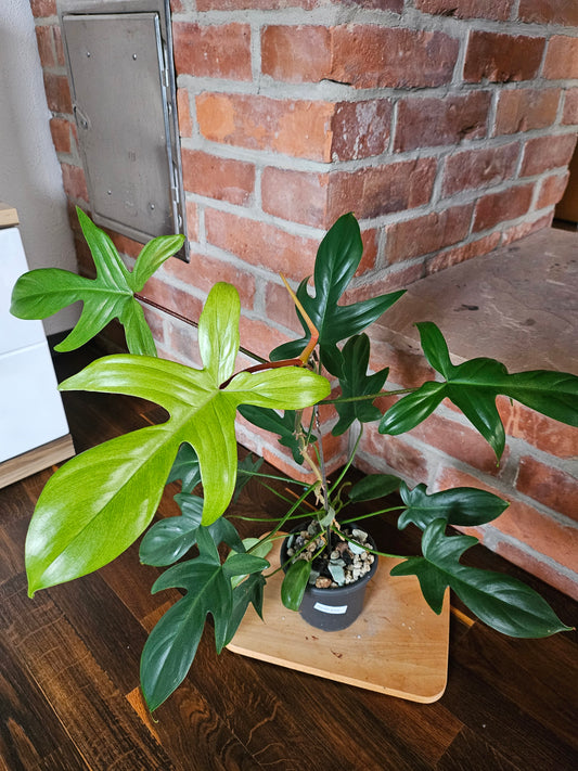 Philodendron florida ghost Pflanze