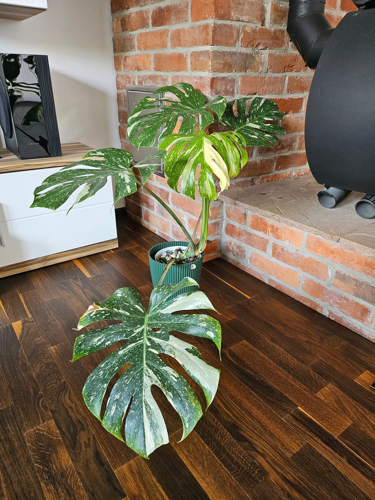 Monstera Thai Constellation XXL große Pflanze