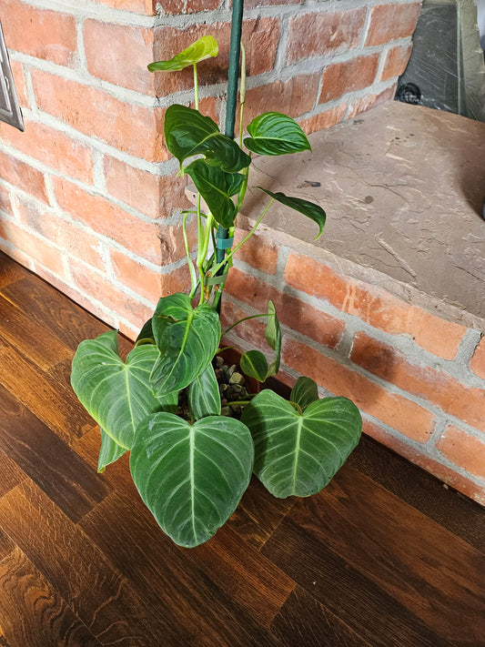 Philodendron Glorious