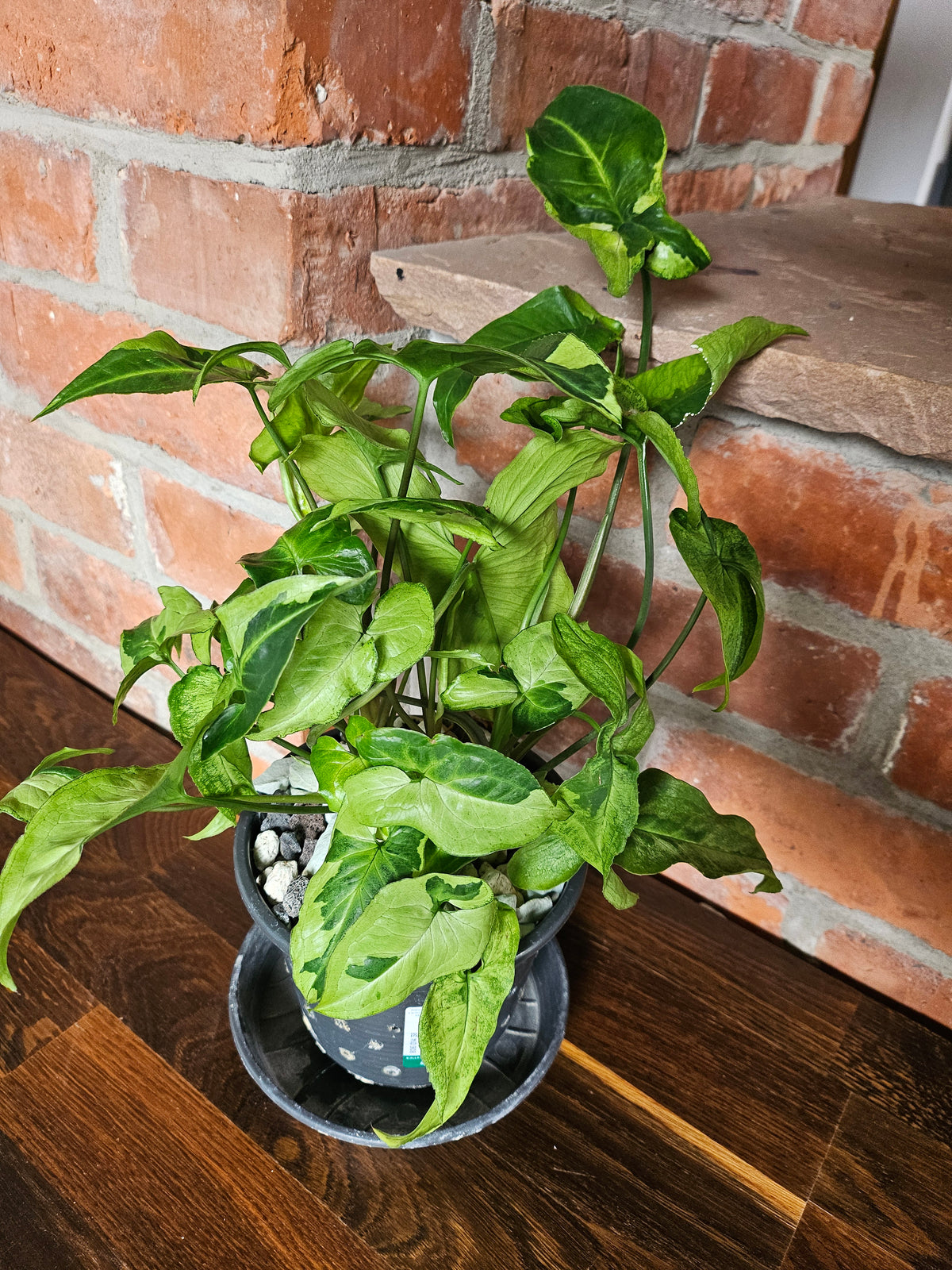 Syngonium three kings Pflanze mit toller Blattzeichnung