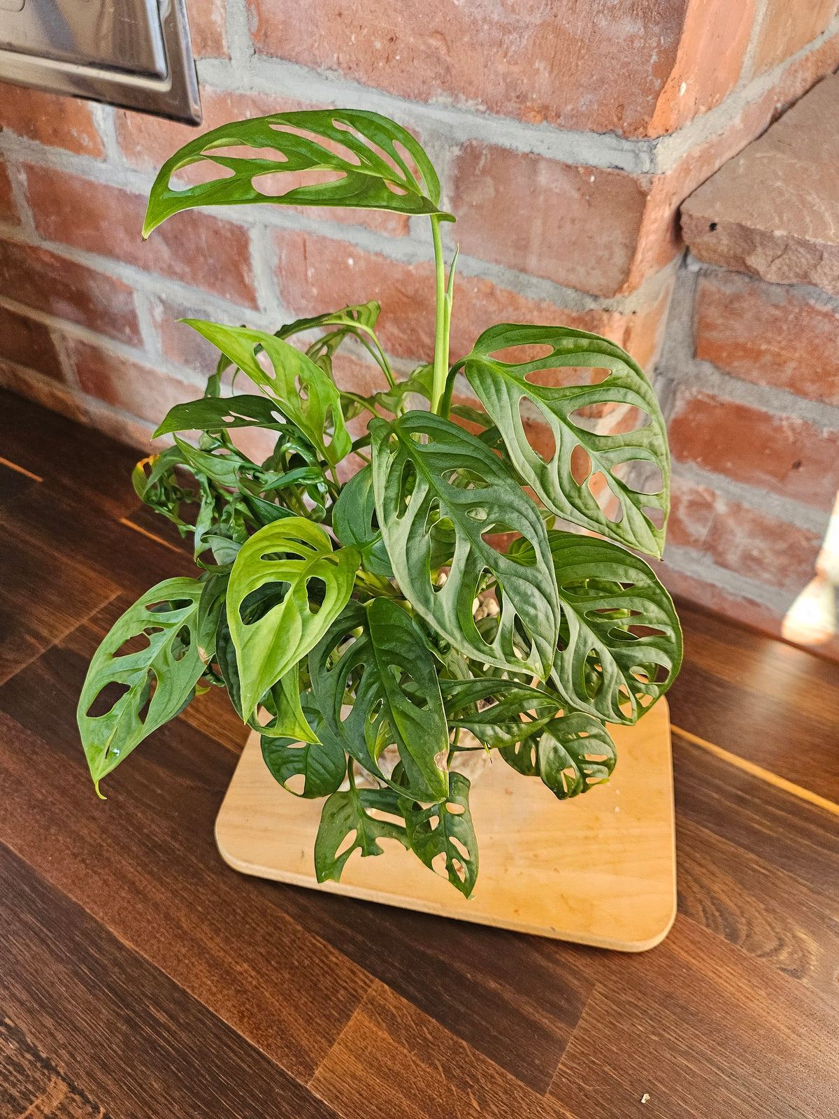 Monstera Adansonii Pflanze