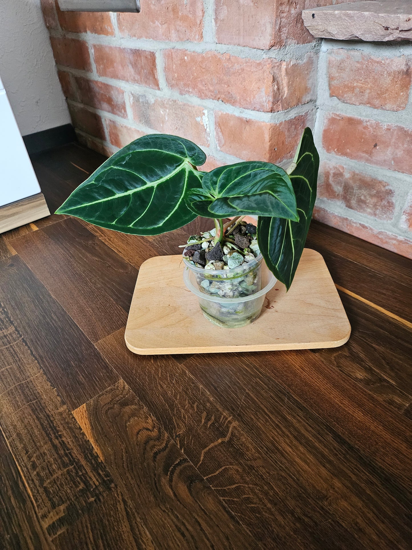 Anthurium Regale Pflanze