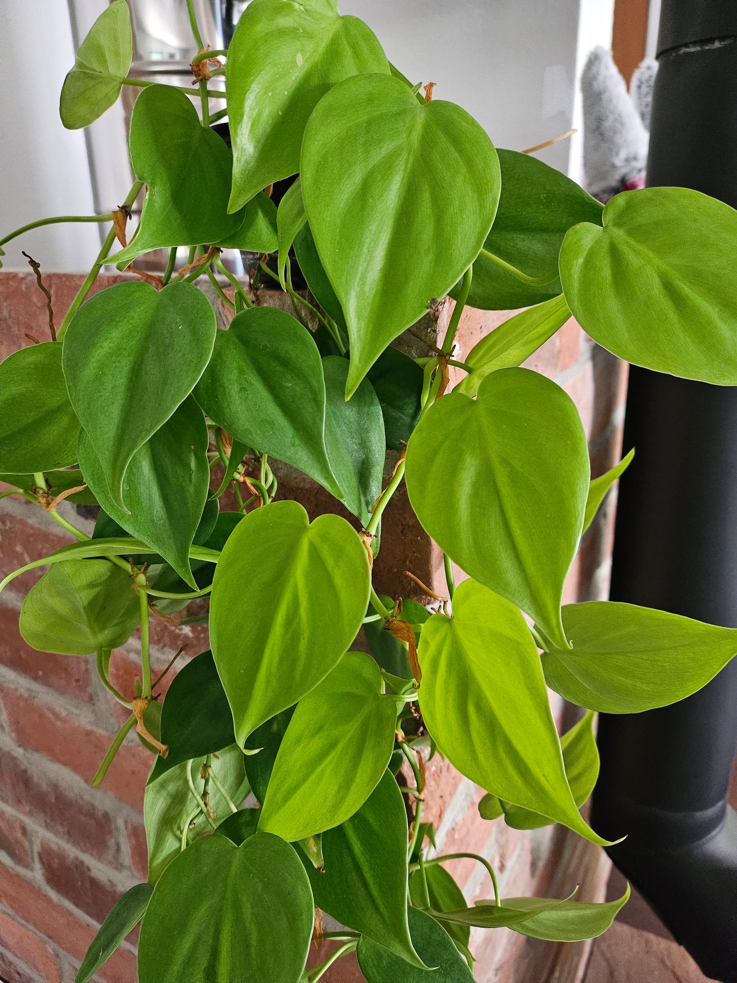 Philodendron hederaceum scandens lemon lime Pflanze