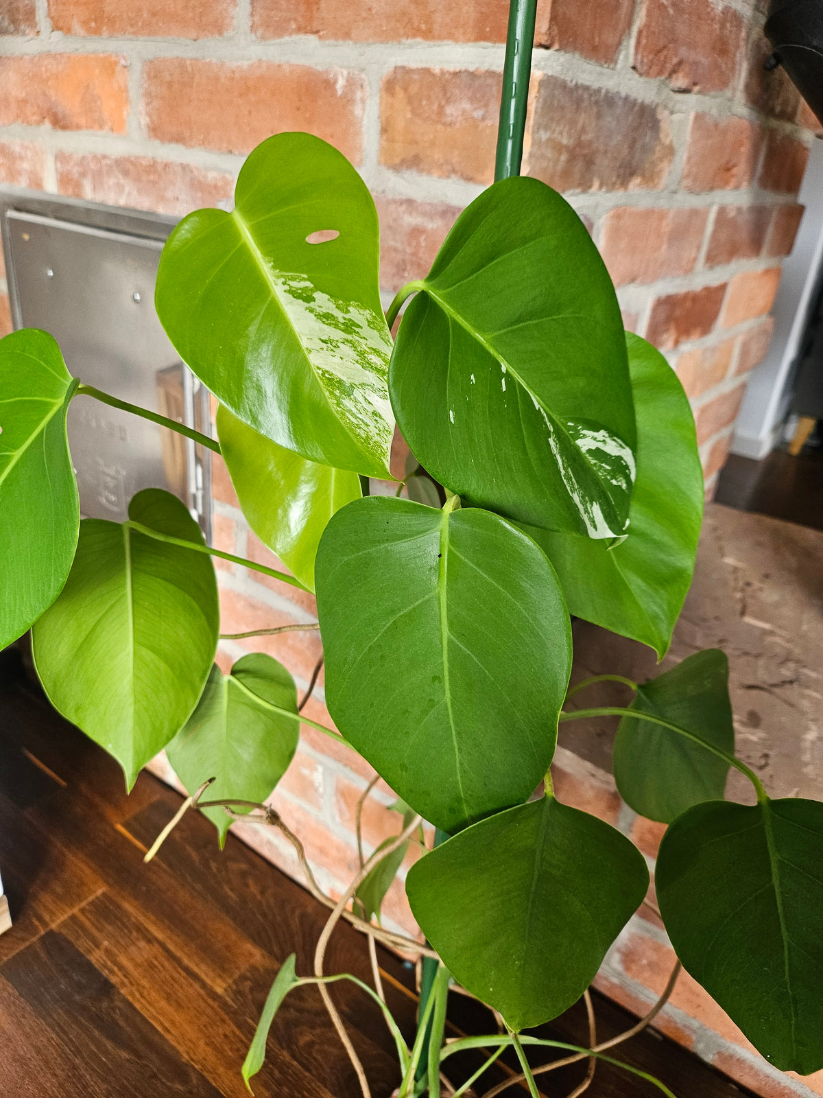 Monstera deliciosa variegata Pflanze