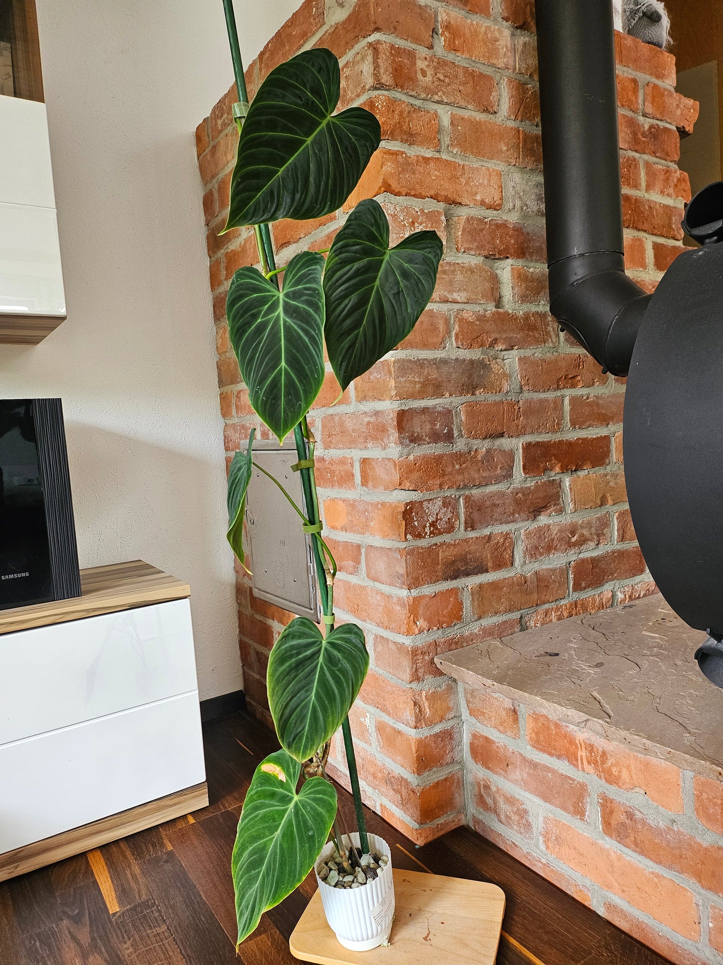 Philodendron Splendid 110cm Pflanze