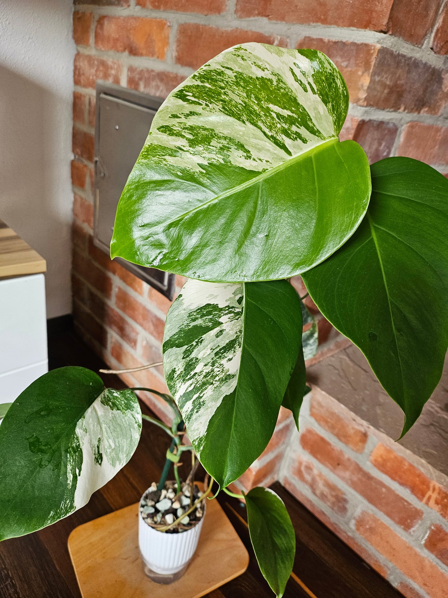 Monstera Deliciosa albo variegata Pflanze mit toller Panaschierung