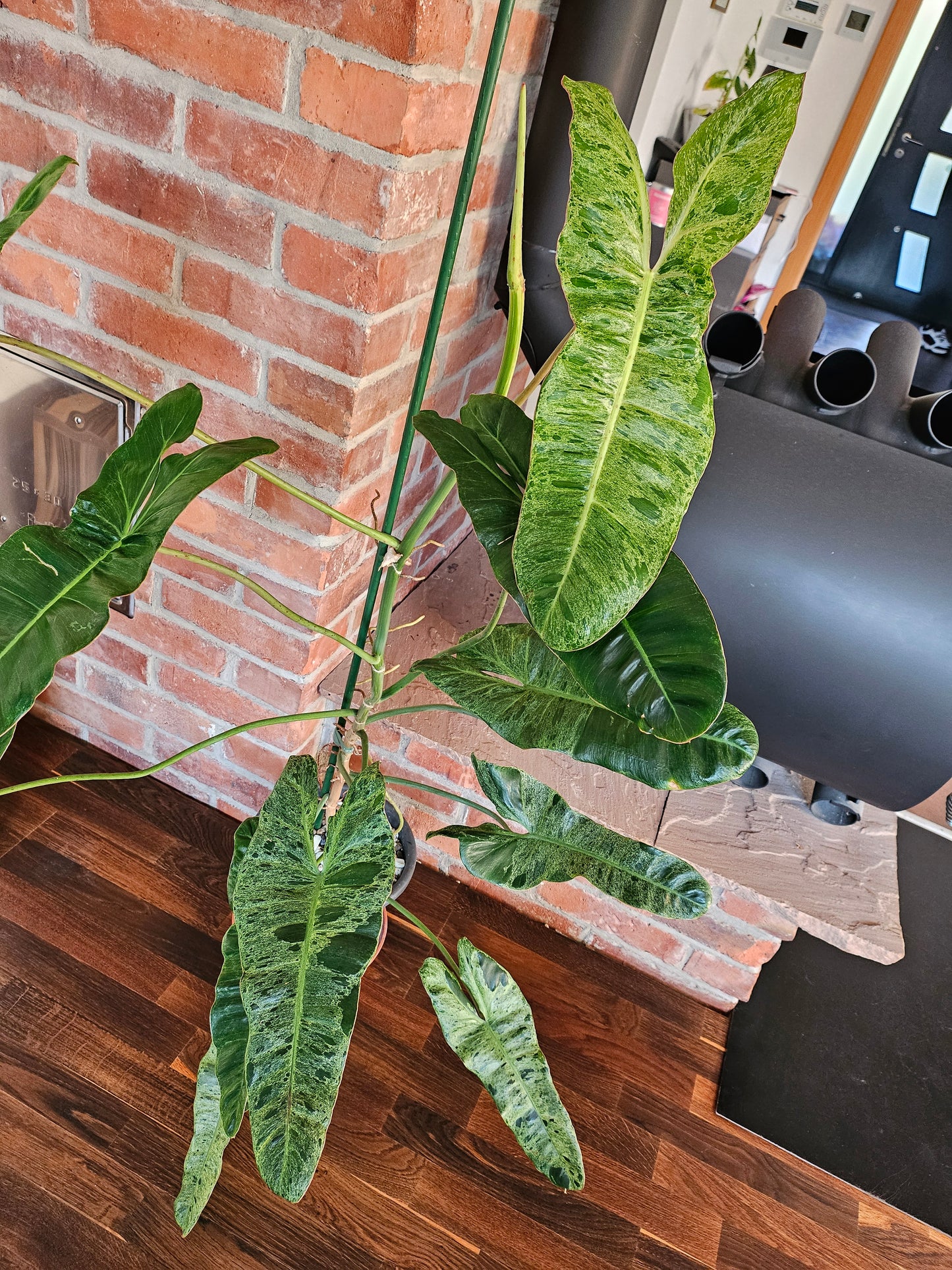 Philodendron paraiso verde XXL 120cm mit wunderschöner Panaschierung Pflanze