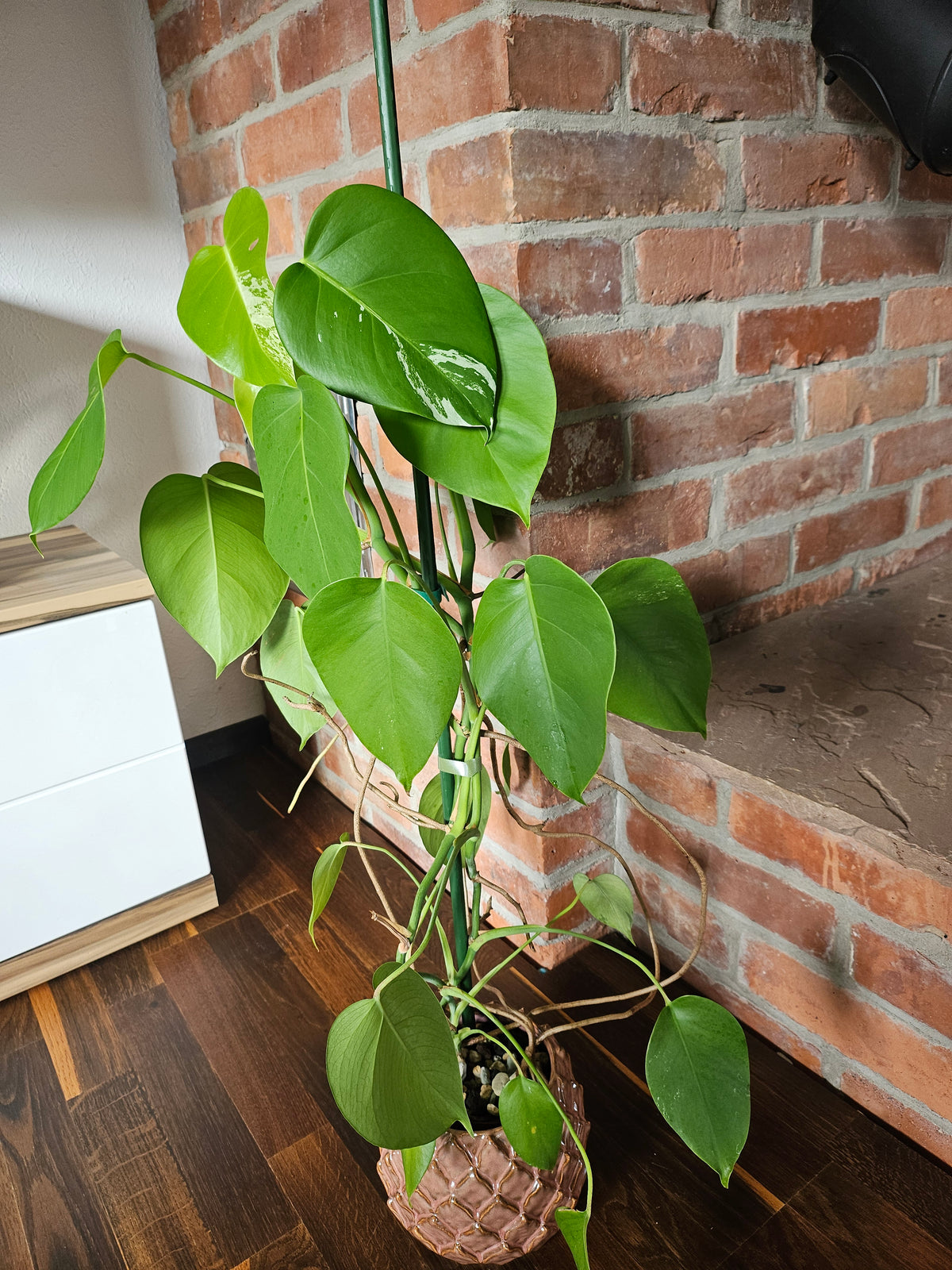 Monstera deliciosa variegata Pflanze