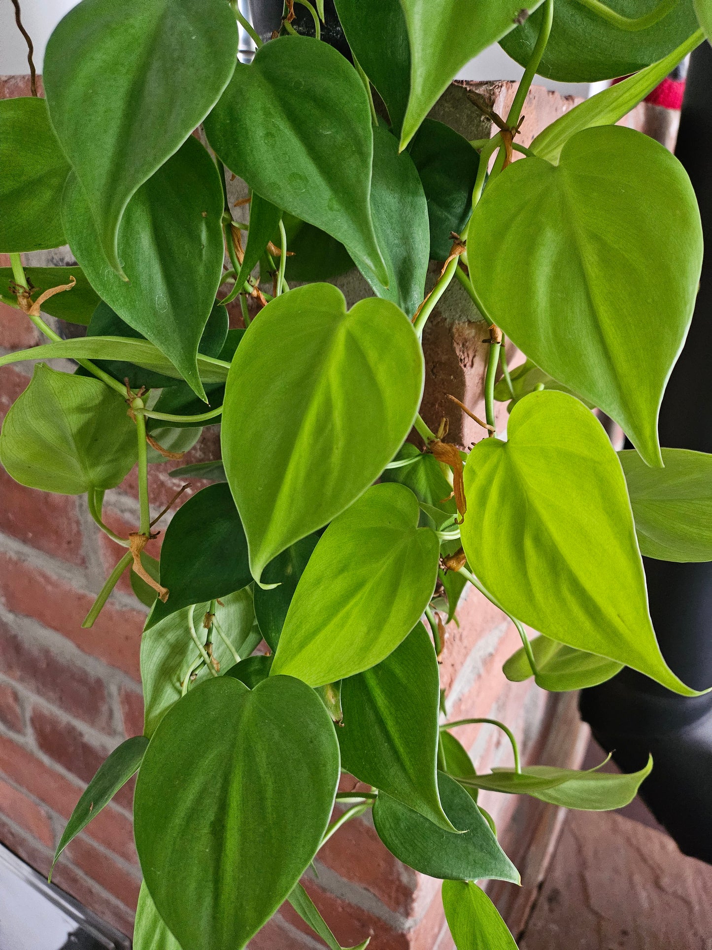 Philodendron hederaceum scandens lemon lime Pflanze