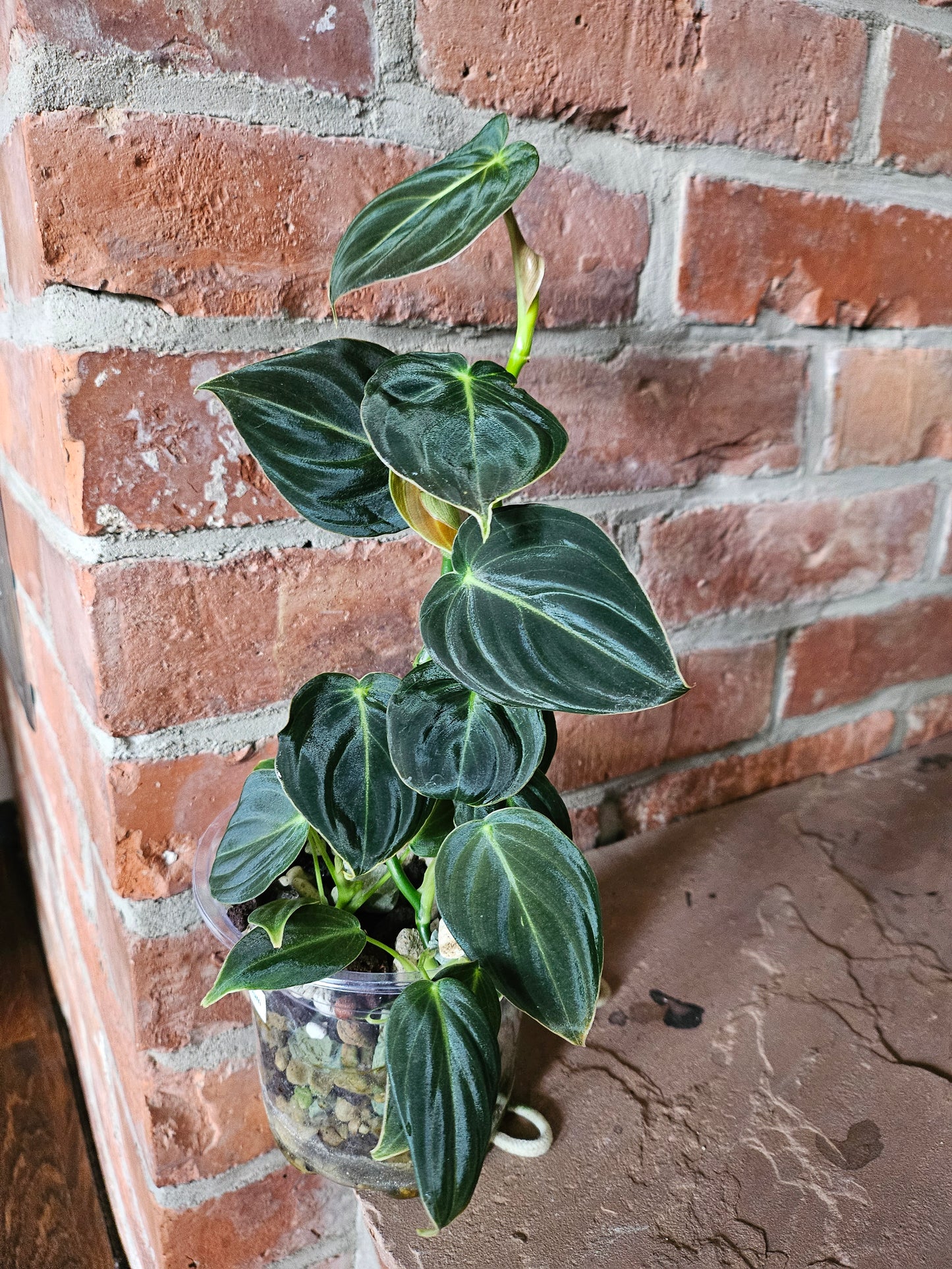 Philodendron Melanocrysum Pflanze