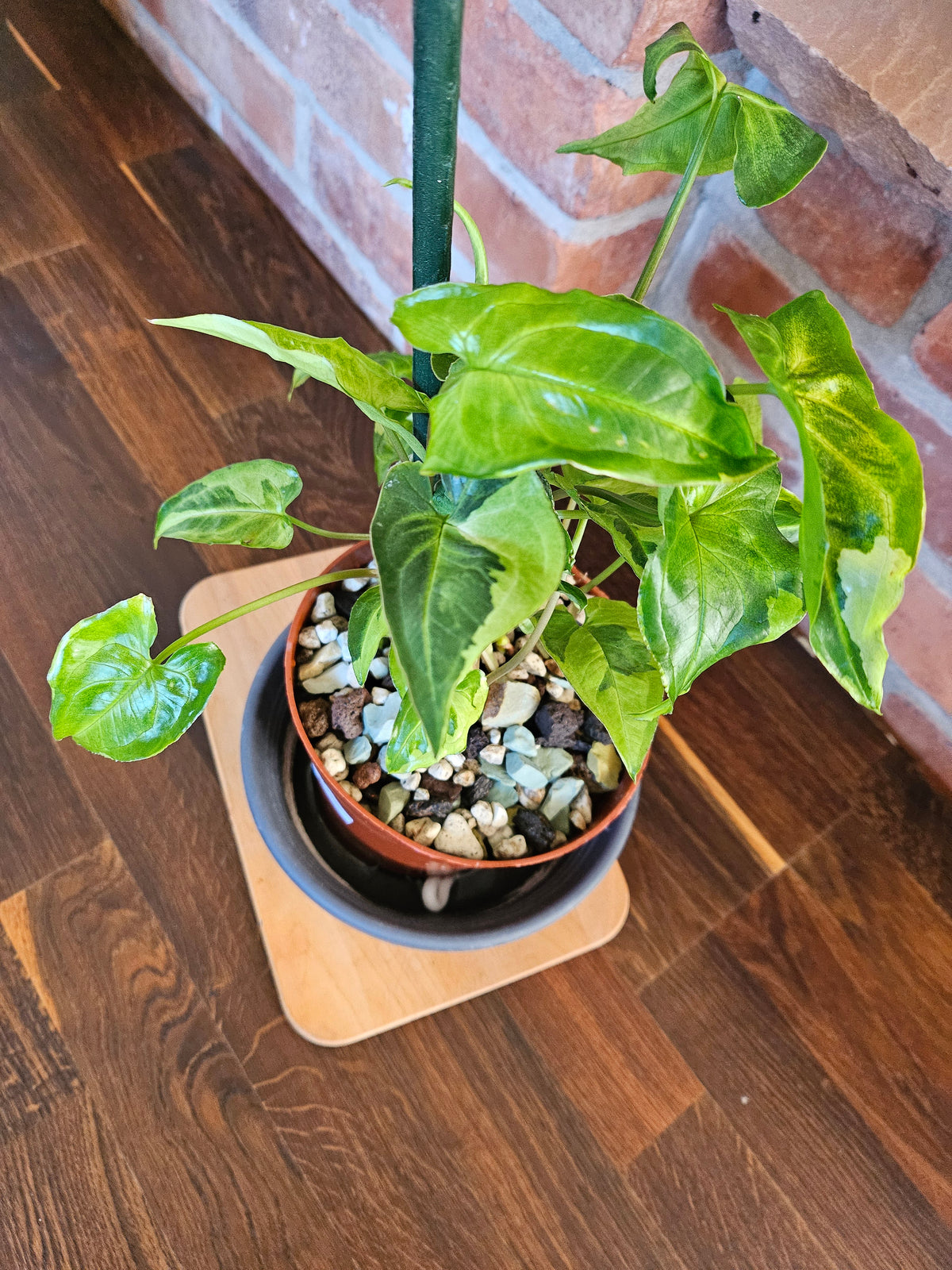 Syngonium three kings Pflanze