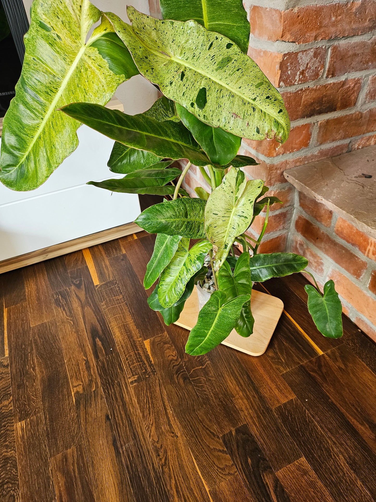 Philodendron paraiso verde Pflanze 90cm mit toller Panaschierung