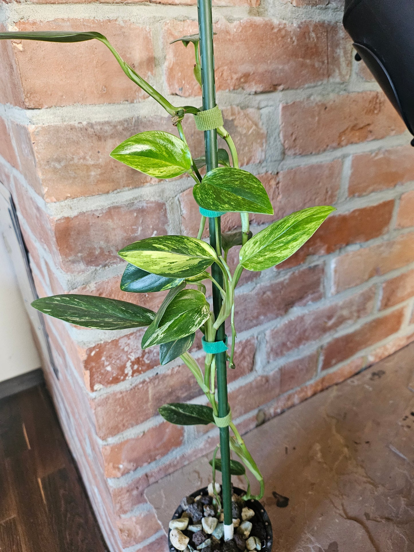 Monstera Standleyana aurea variegata Pflanze mit toller Panaschierung
