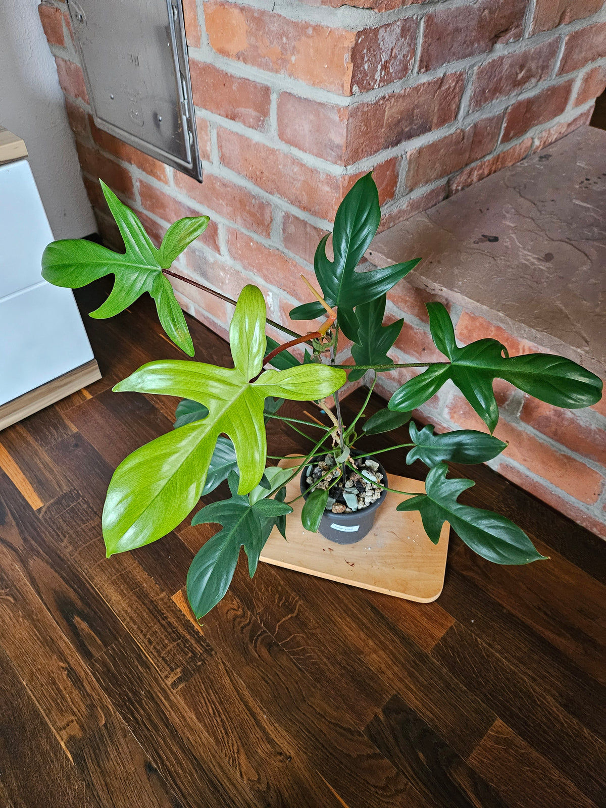 Philodendron florida ghost Pflanze