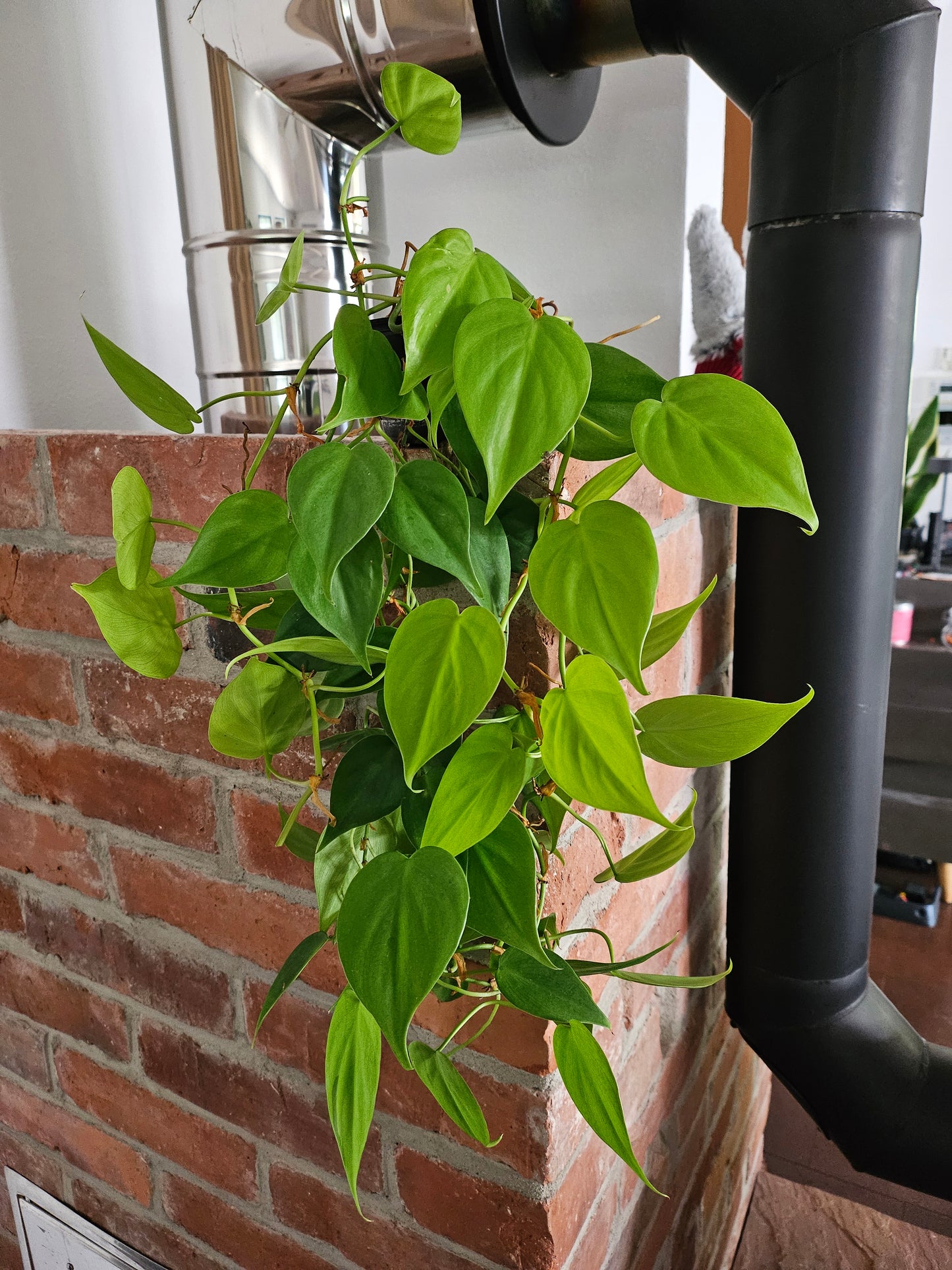 Philodendron hederaceum scandens lemon lime Pflanze