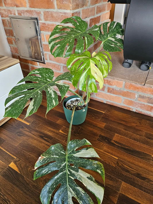 Monstera Thai Constellation XXL große Pflanze
