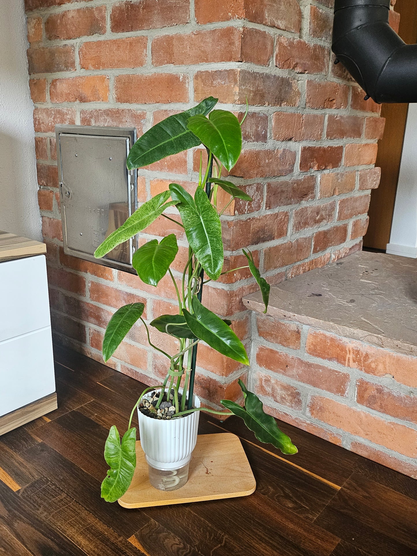 Philodendron paraiso verde Pflanze