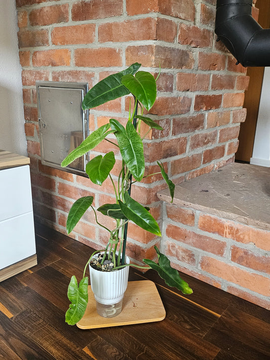Philodendron paraiso verde Pflanze
