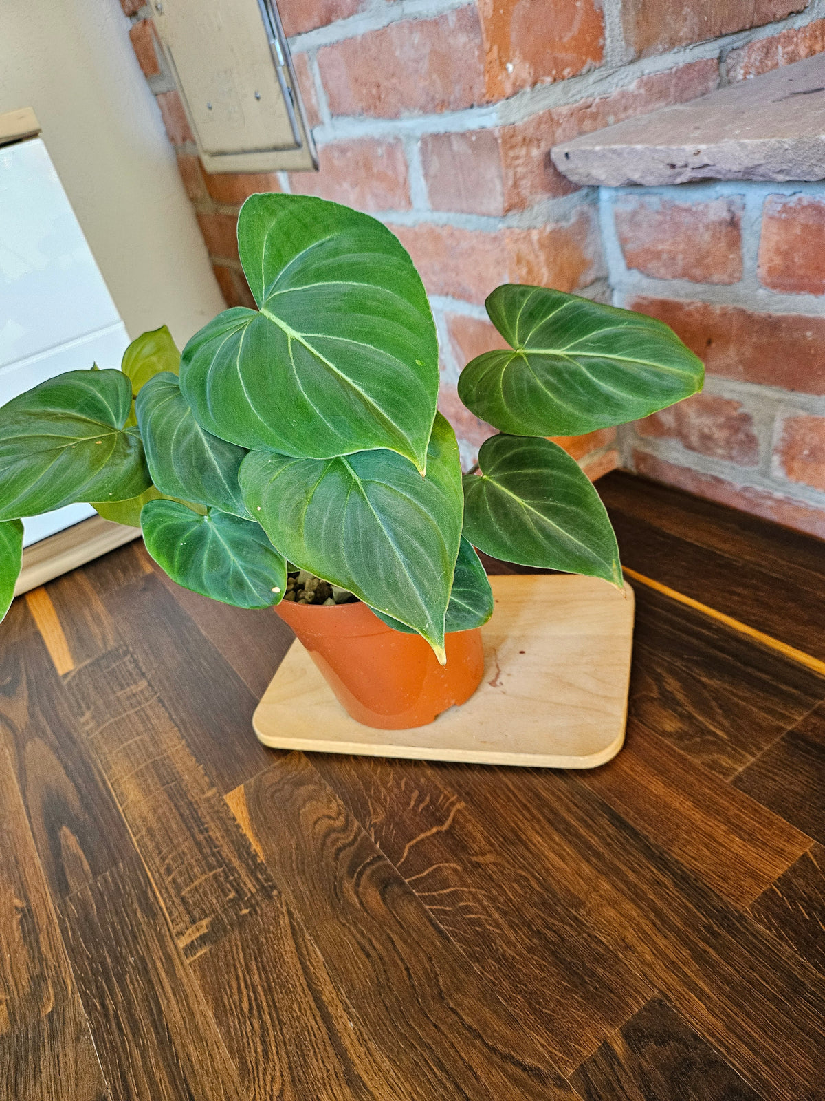 Philodendron Gloriosum Pflanze