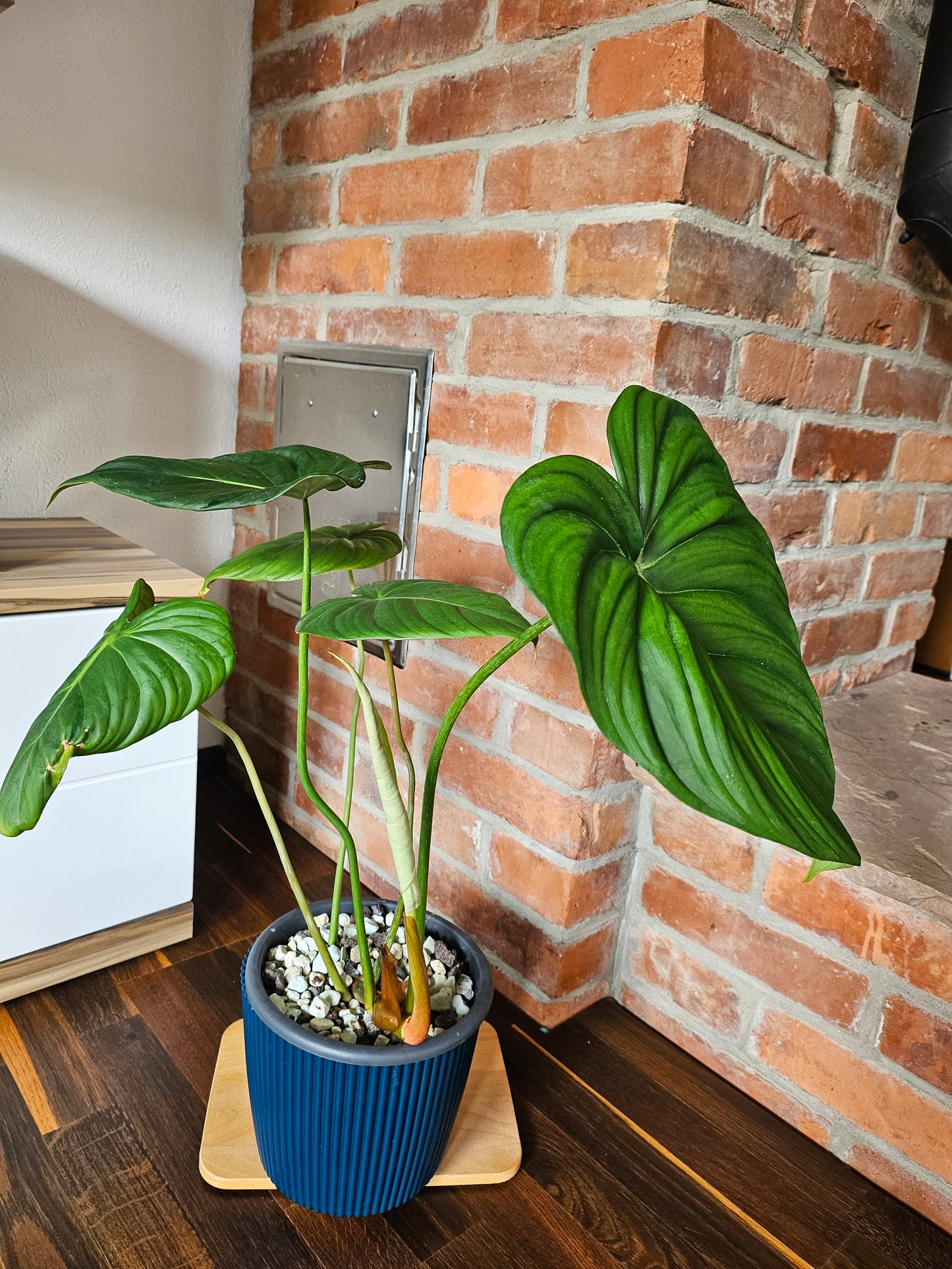 Philodendron Pastazanum Pflanze