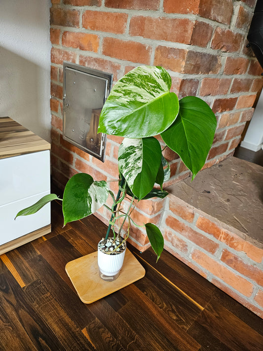 Monstera Deliciosa albo variegata Pflanze mit toller Panaschierung