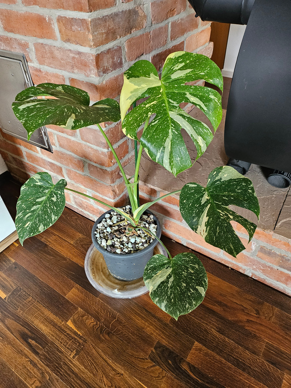 Monstera Thai Constellation Pflanze mit toller Panaschierung