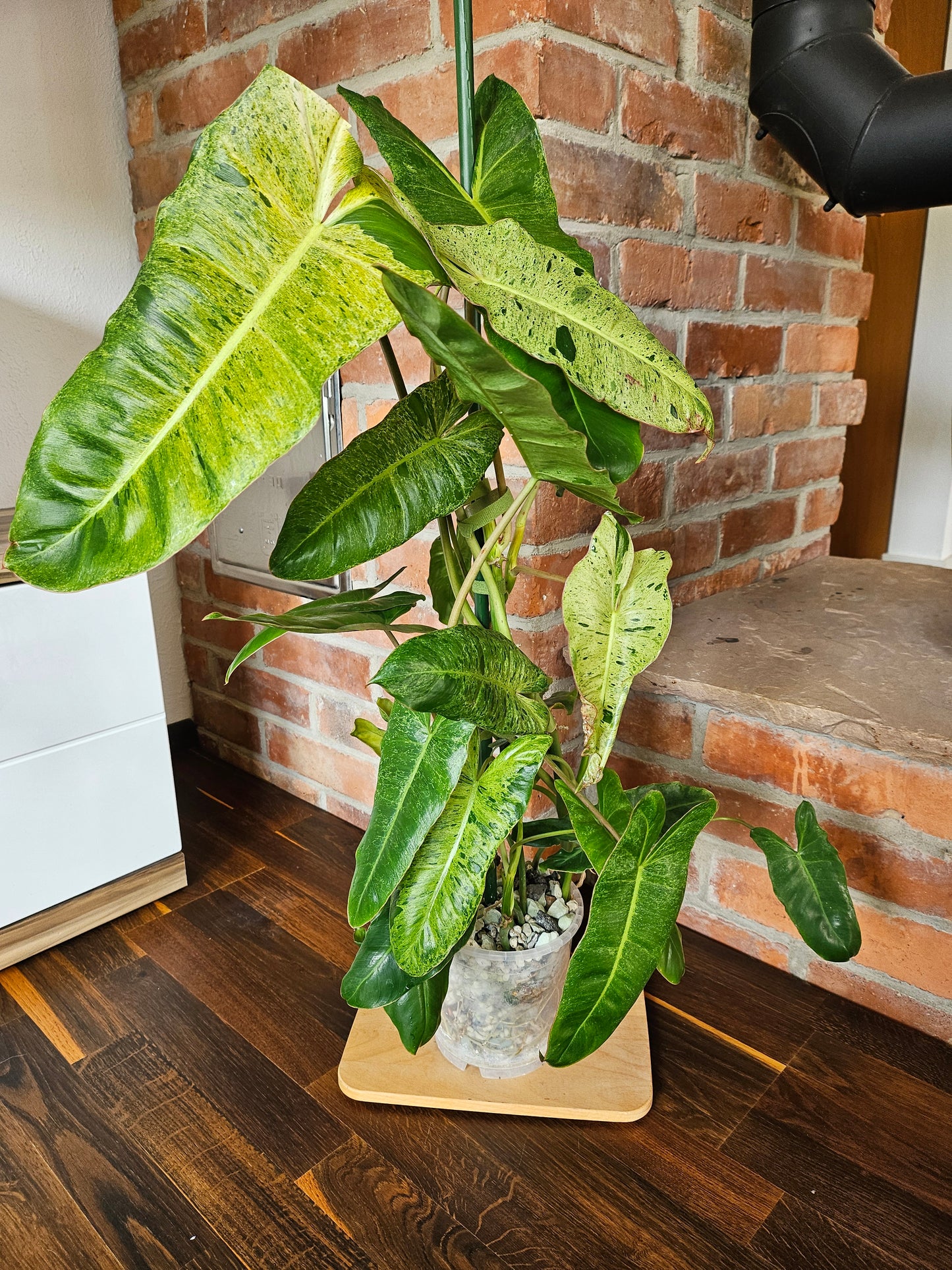 Philodendron paraiso verde Pflanze 90cm mit toller Panaschierung