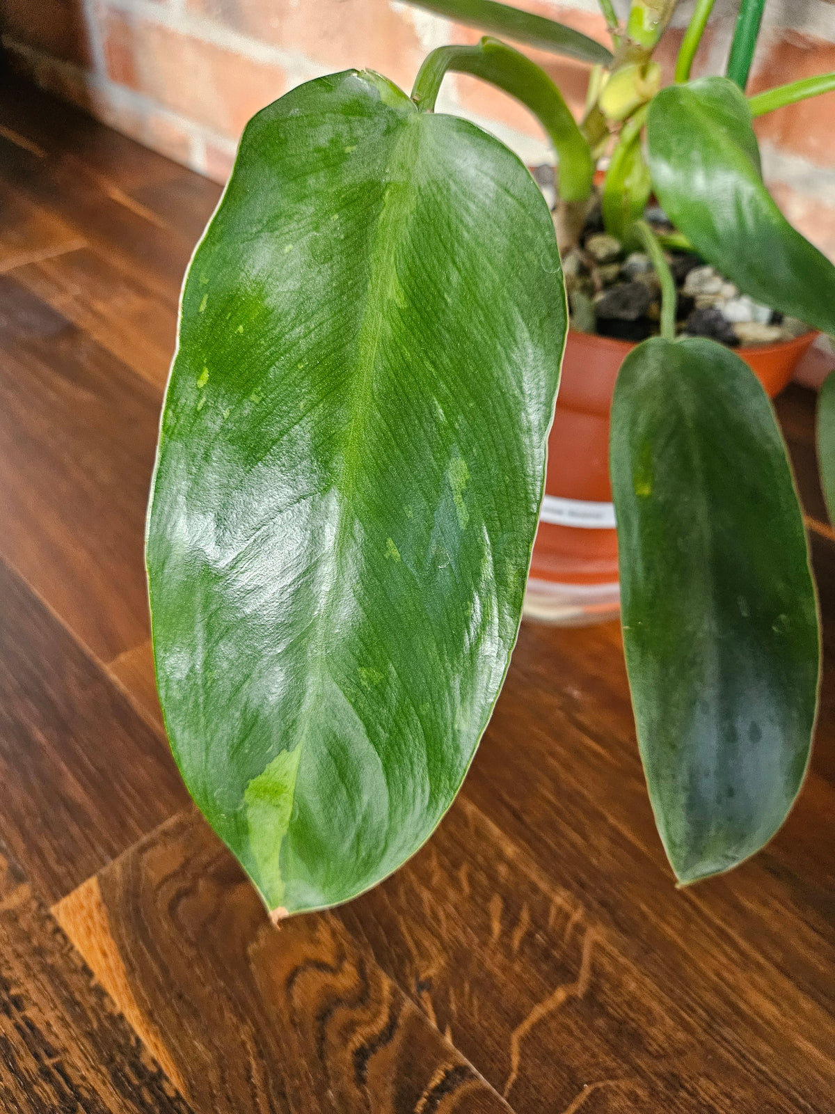 Philodendron Jose Buono ganze Pflanze
