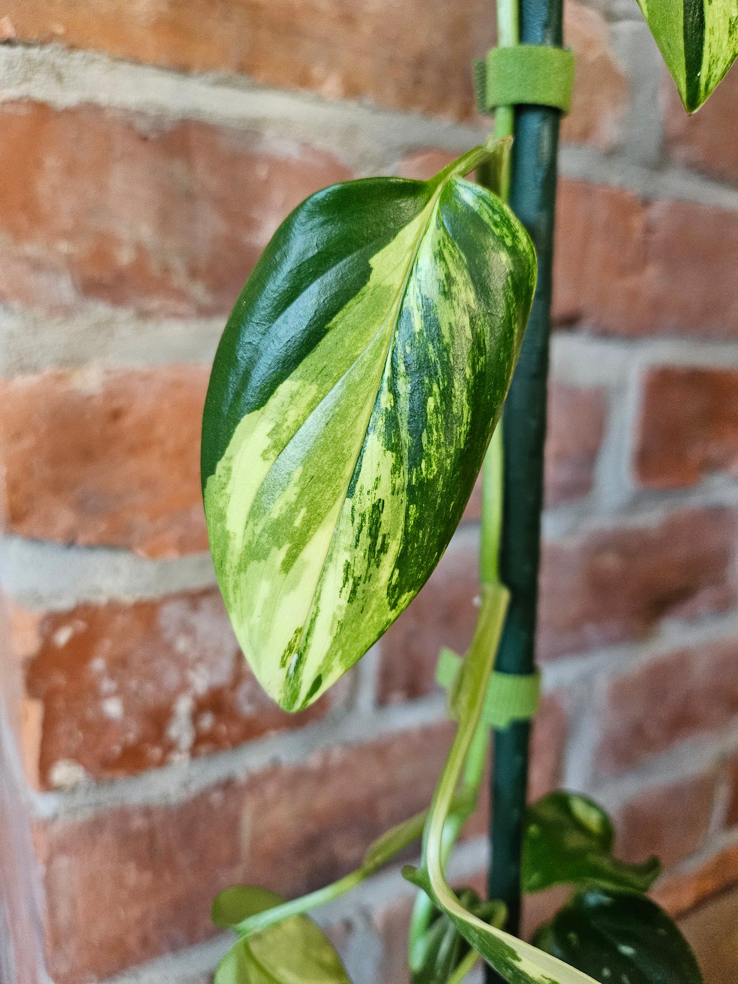 Monstera Standleyana aurea variegata Pflanze mit toller Panaschierung