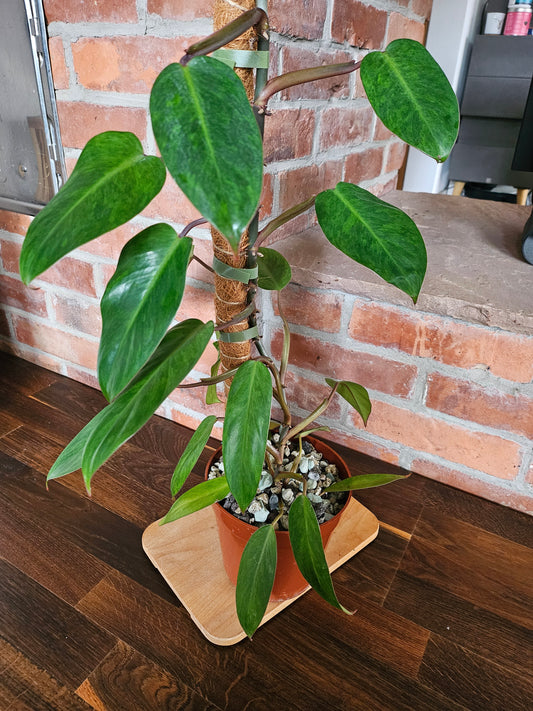 Philodendron painted lady Pflanze