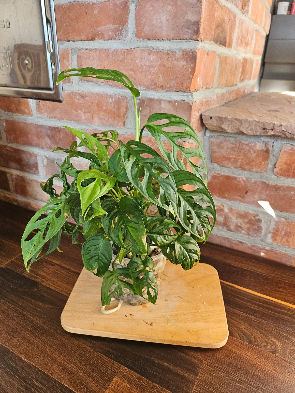 Monstera Adansonii Pflanze