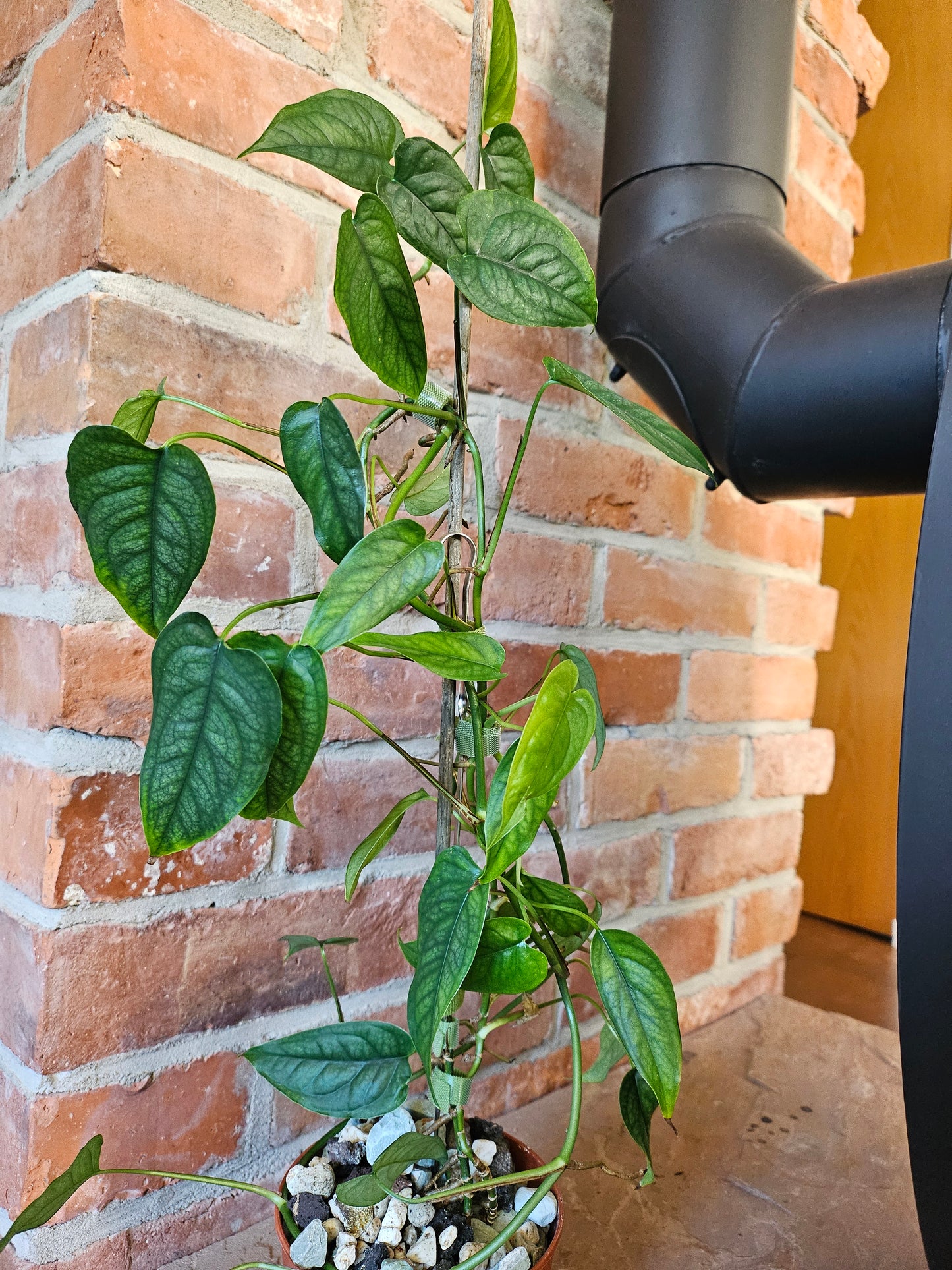 Monstera Siltepecana Pflanze