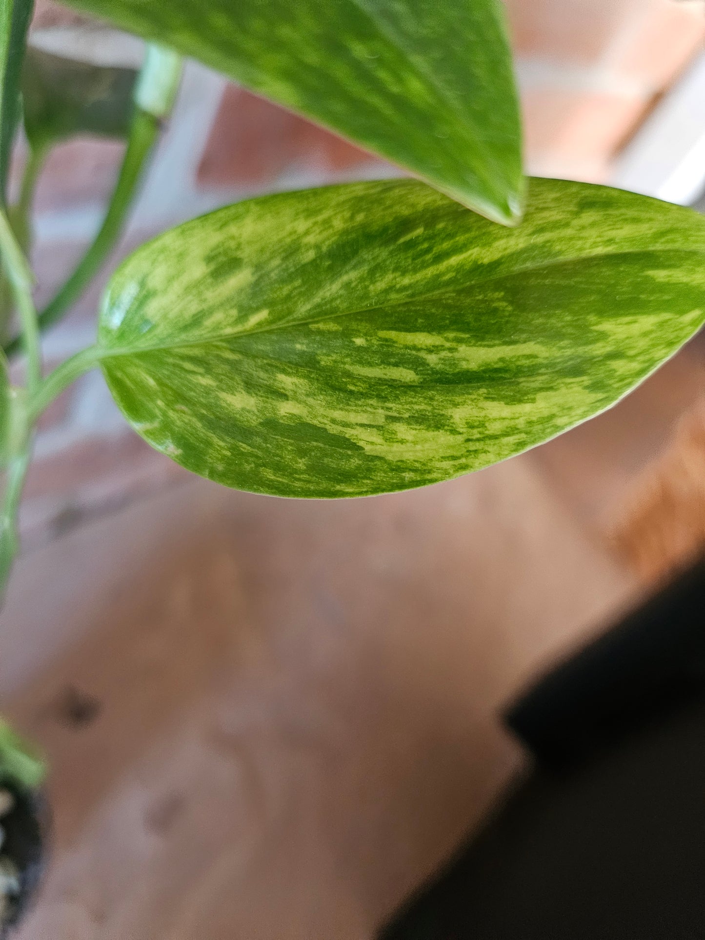 Monstera Standleyana aurea variegata Pflanze mit toller Panaschierung