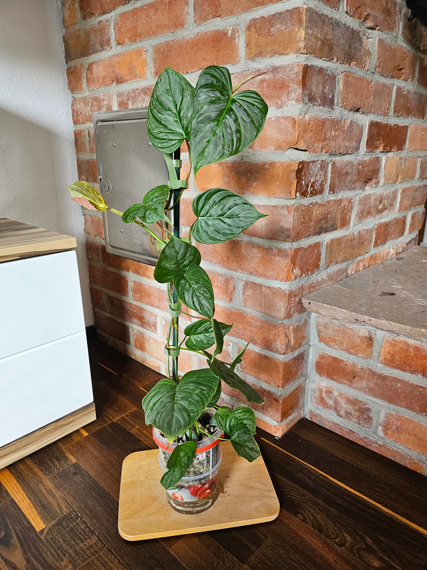 Philodendron Majestic Pflanze