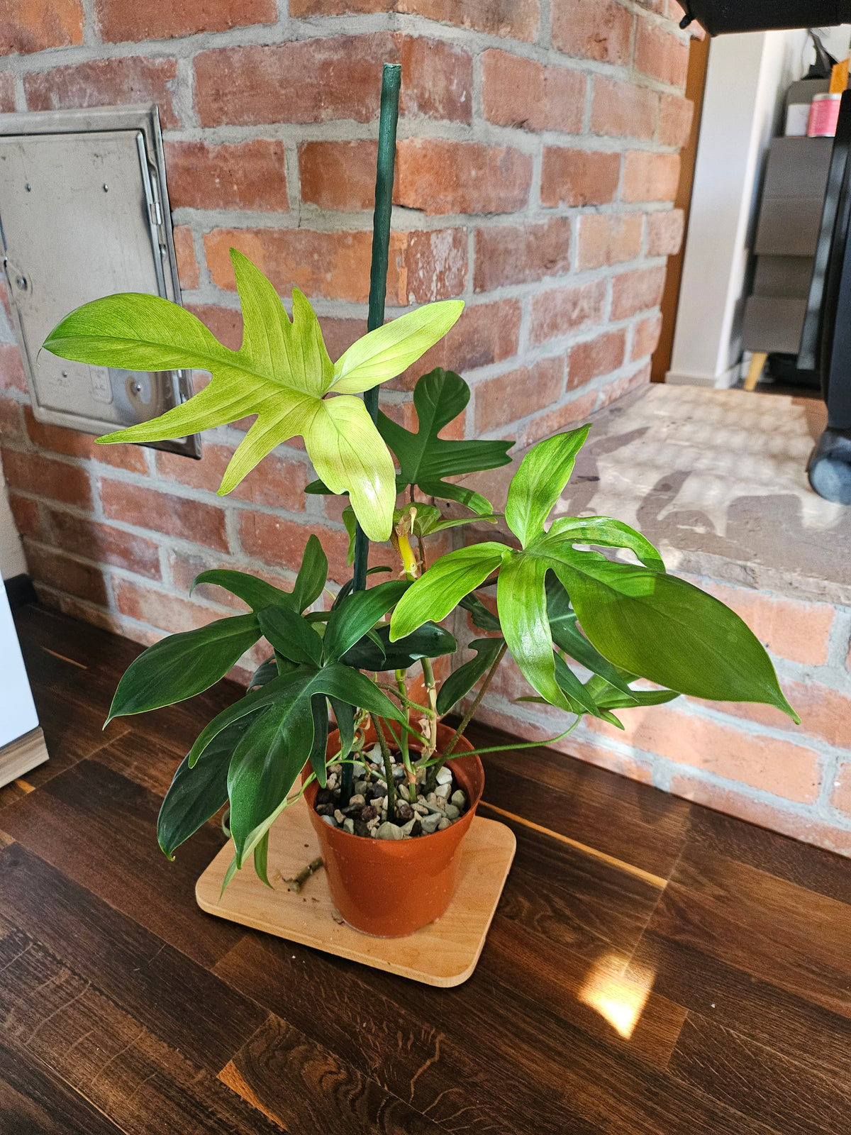Philodendron florida ghost Pflanze