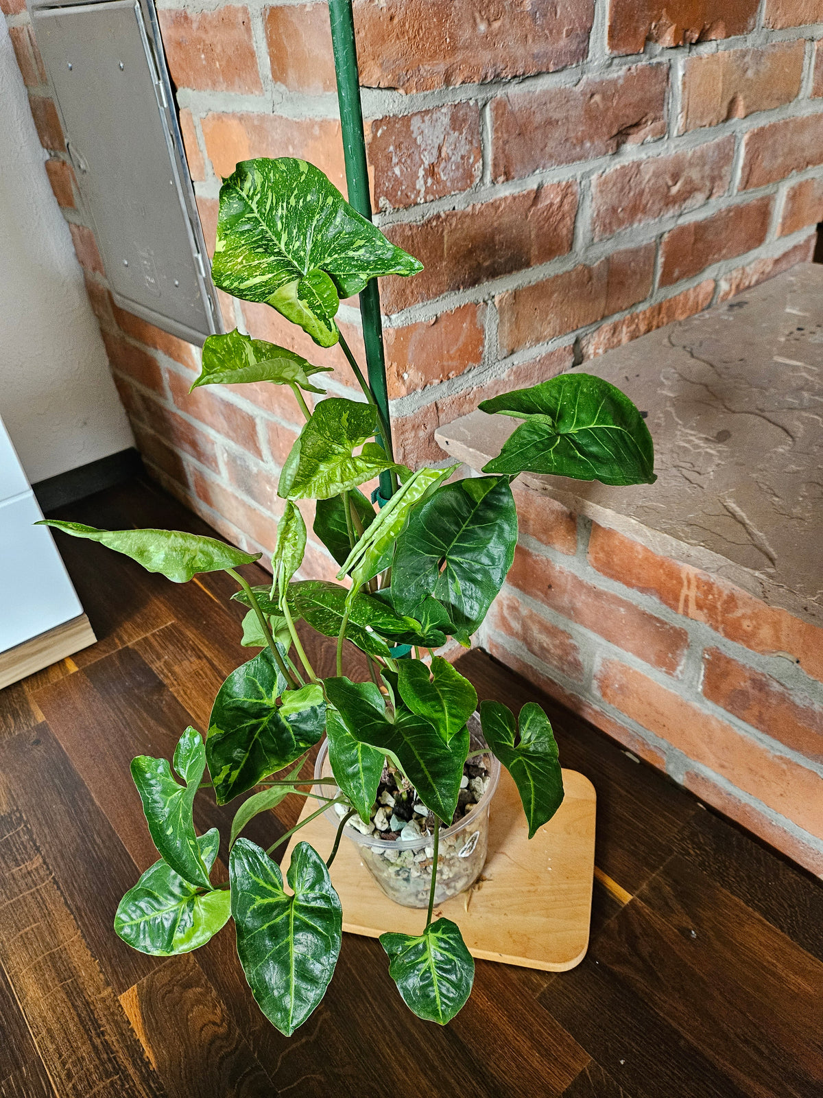 Syngonium Panda Pflanze
