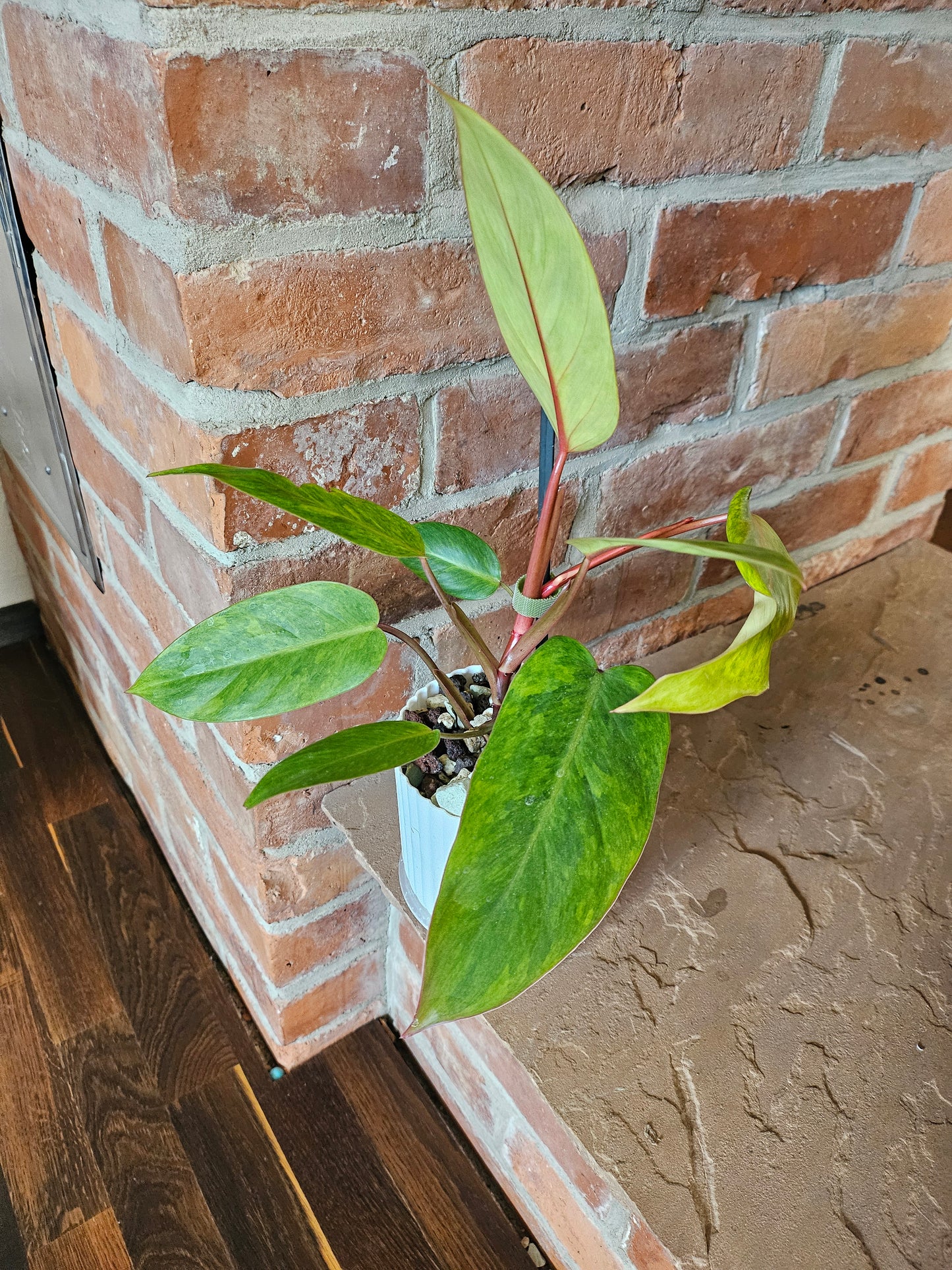 Philodendron painted Lady Pflanze
