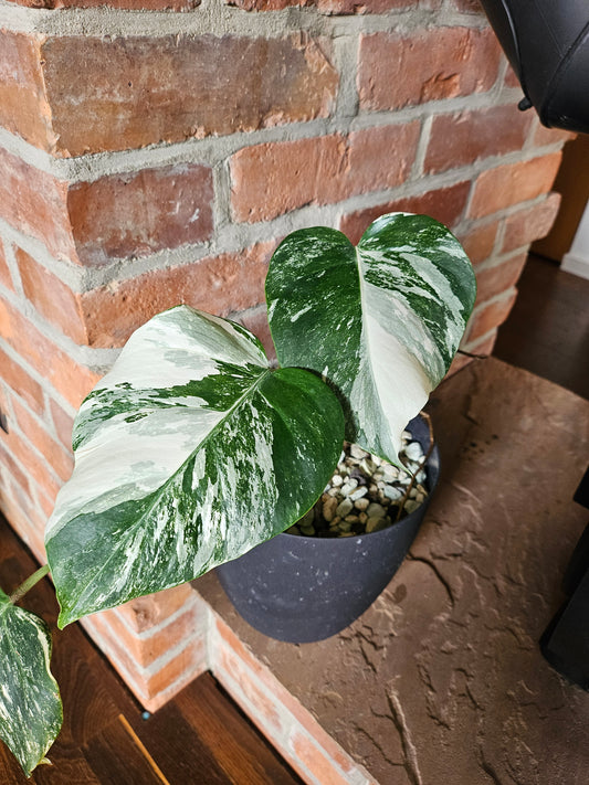 Monstera deliciosa variegata Pflanze mit toller Panaschierung